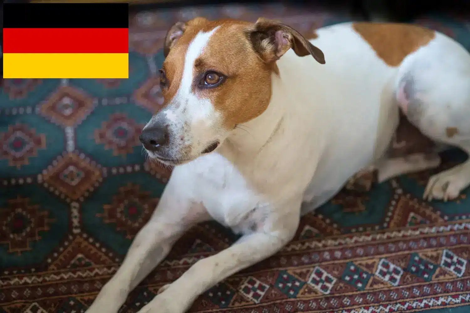 Danish-Swedish Farmdog chiots et éleveurs Allemagne Ici vous trouverez les éleveurs de Danish-Swedish Farmdogs en France.