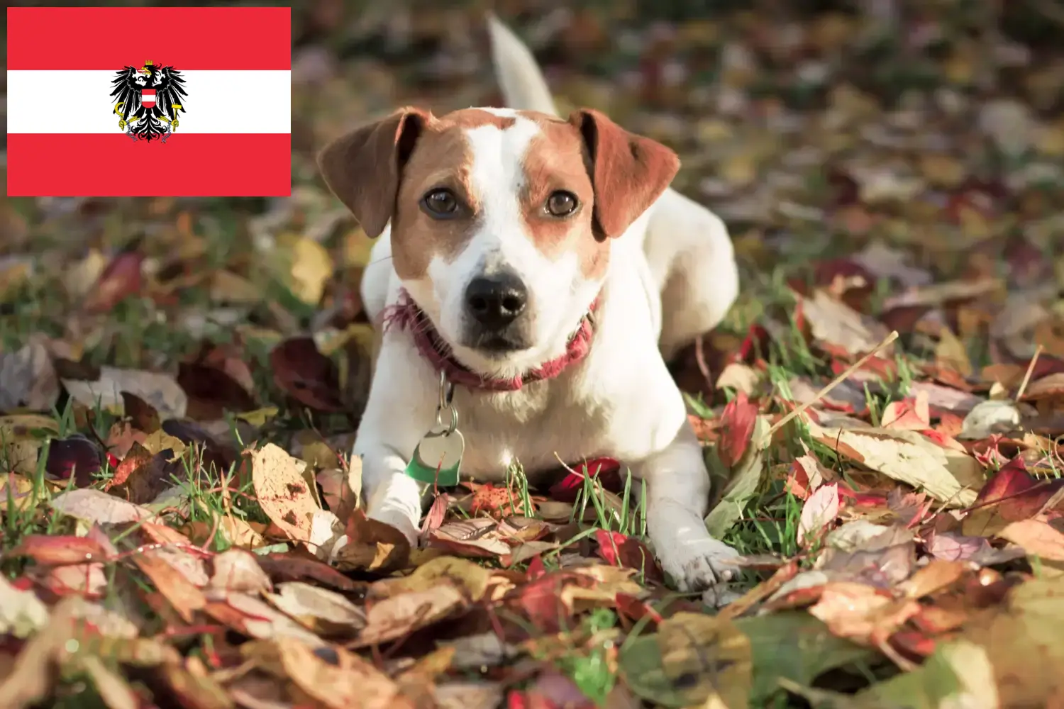 Danish-Swedish Farmdog chiots et éleveurs Autriche Ici vous trouverez les éleveurs de Danish-Swedish Farmdogs en Autriche.