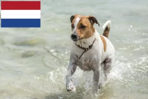 Lire la suite à propos de l’article Danish-Swedish Farmdog éleveurs et chiots aux Pays-Bas