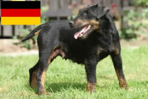 Lire la suite à propos de l’article Eleveurs de Terriers de chasse allemands et chiots en Allemagne