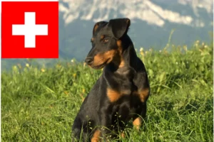 Lire la suite à propos de l’article Eleveurs de Terriers de chasse allemands et chiots en Suisse