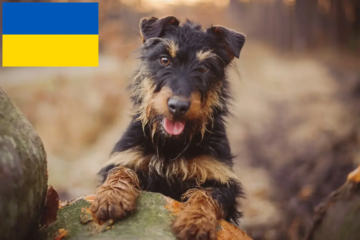 Terrier de chasse allemand chiots et éleveurs Ukraine Vous trouverez ici les éleveurs de Terriers de chasse allemands en Ukraine.