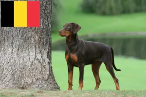 Lire la suite à propos de l’article Dobermann éleveurs et chiots en Belgique