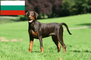 Lire la suite à propos de l’article Dobermann éleveurs et chiots en Bulgarie