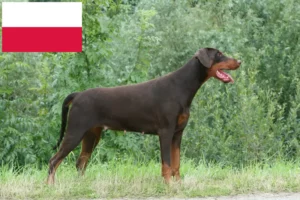 Lire la suite à propos de l’article Éleveurs de dobermans et chiots en Pologne