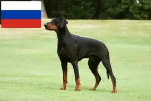 Lire la suite à propos de l’article Dobermann éleveurs et chiots en Russie