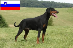 Lire la suite à propos de l’article Dobermann éleveurs et chiots en Slovénie
