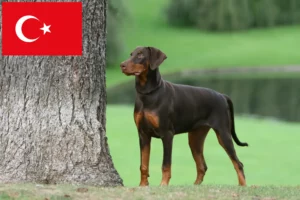 Lire la suite à propos de l’article Éleveurs de dobermans et chiots en Turquie