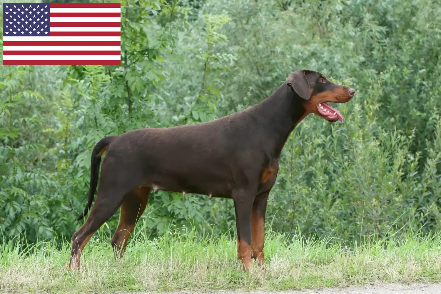 Dobermann chiots et éleveurs USA Ici, tu trouveras des éleveurs de dobermans aux Etats-Unis.