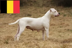 Lire la suite à propos de l’article Dogo Argentino éleveurs et chiots en Belgique