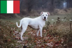 Lire la suite à propos de l’article Dogo Argentino éleveurs et chiots en Italie