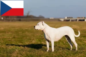Lire la suite à propos de l’article Dogo Argentino éleveurs et chiots en République tchèque