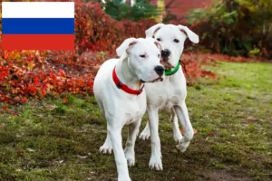 Lire la suite à propos de l’article Dogo Argentino éleveurs et chiots en Russie