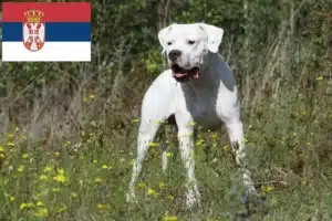 Lire la suite à propos de l’article Dogo Argentino éleveurs et chiots en Serbie