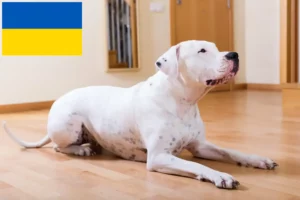 Lire la suite à propos de l’article Dogo Argentino éleveurs et chiots en Ukraine