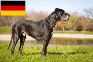Lire la suite à propos de l’article Dogue allemand éleveurs et chiots en Allemagne