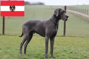 Lire la suite à propos de l’article Dogue allemand éleveurs et chiots en Autriche