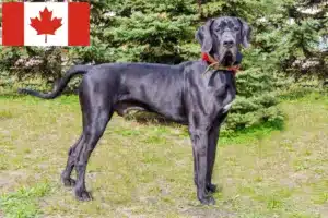 Lire la suite à propos de l’article Éleveurs de dogues allemands et chiots au Canada