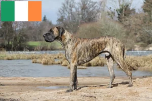 Lire la suite à propos de l’article Éleveurs de dogues allemands et chiots en Irlande