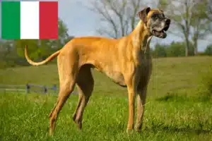Lire la suite à propos de l’article Éleveurs de dogues allemands et chiots en Italie