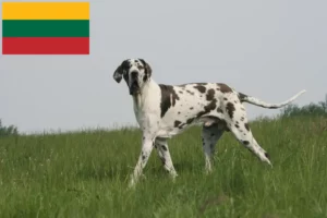 Lire la suite à propos de l’article Éleveurs de dogues allemands et chiots en Lituanie