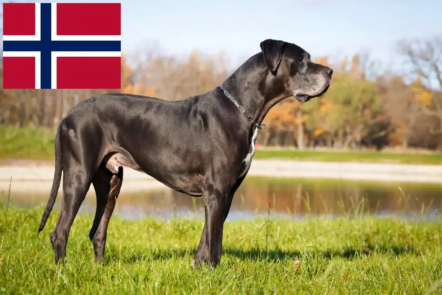 Dogue allemand chiots et éleveurs Norvège Ici vous trouverez des éleveurs de dogues allemands en Norvège.