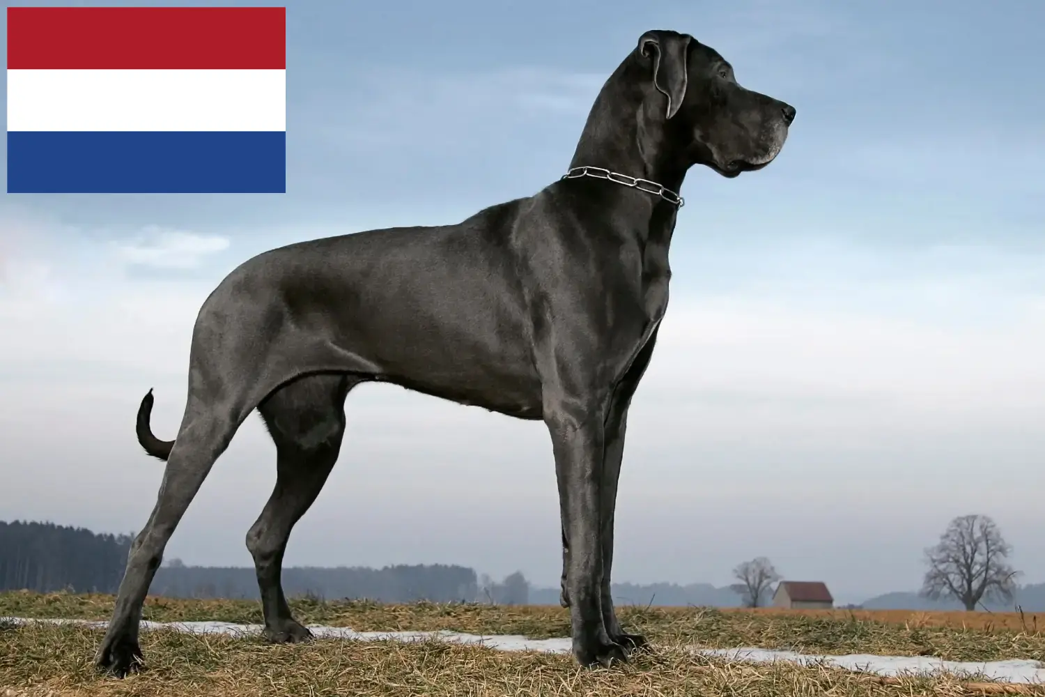 Dogue allemand chiots et éleveurs Pays-Bas Ici, vous trouverez des éleveurs de dogues allemands aux Pays-Bas.