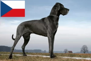 Lire la suite à propos de l’article Dogue allemand éleveur et chiots en République tchèque