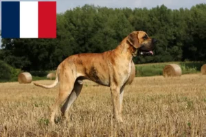 Lire la suite à propos de l’article Éleveurs de dogues allemands et chiots à la Réunion