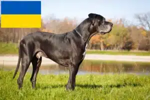 Lire la suite à propos de l’article Dogue allemand éleveurs et chiots en Ukraine