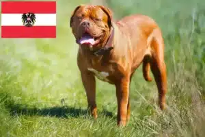 Lire la suite à propos de l’article Éleveurs de dogues de Bordeaux et chiots en Autriche