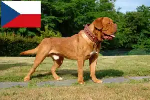 Lire la suite à propos de l’article Éleveurs de dogues de Bordeaux et chiots en République tchèque
