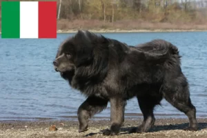 Lire la suite à propos de l’article Éleveurs de dogues du Tibet et chiots en Italie