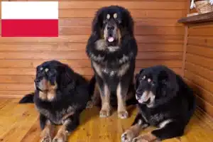 Lire la suite à propos de l’article Éleveurs de dogues du Tibet et chiots en Pologne