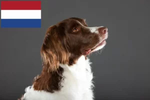 Lire la suite à propos de l’article Drentse Patrijshond éleveurs et chiots aux Pays-Bas