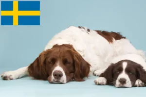 Lire la suite à propos de l’article Drentse Patrijshond éleveurs et chiots en Suède