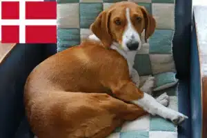 Lire la suite à propos de l’article Éleveurs Drever et chiots au Danemark