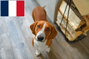 Lire la suite à propos de l’article Éleveurs Drever et chiots en France