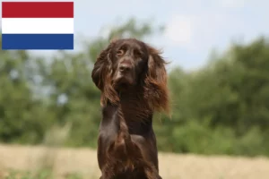 Lire la suite à propos de l’article Éleveurs et chiots à poil long allemands aux Pays-Bas