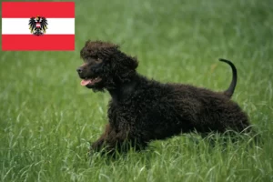 Lire la suite à propos de l’article Éleveurs d’Irish Water Spaniel et chiots en Autriche