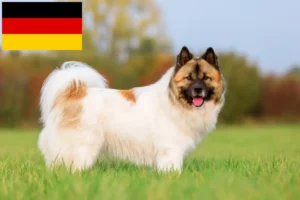 Lire la suite à propos de l’article Éleveurs et chiots Elo en Allemagne