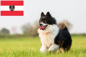 Lire la suite à propos de l’article Éleveurs et chiots Elo en Autriche