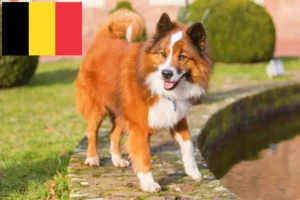 Lire la suite à propos de l’article Éleveurs et chiots Elo en Belgique