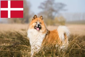 Lire la suite à propos de l’article Éleveurs et chiots Elo au Danemark