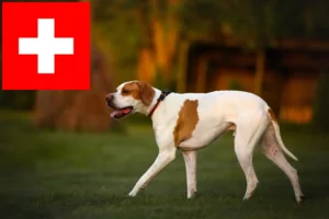 Lire la suite à propos de l’article Pointer anglais éleveurs et chiots en Suisse