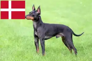 Lire la suite à propos de l’article Éleveurs de English Toy Terrier et chiots au Danemark
