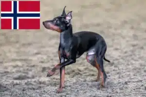 Lire la suite à propos de l’article Éleveurs de English Toy Terrier et chiots en Norvège