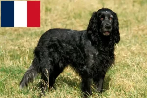 Lire la suite à propos de l’article Éleveurs d’Epagneul Bleu de Picardie et chiots en France