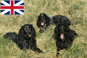 Lire la suite à propos de l’article Éleveurs d’Epagneul Bleu de Picardie et chiots en Grande-Bretagne