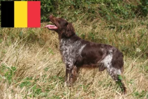 Lire la suite à propos de l’article Éleveurs d’Epagneul Breton et chiots en Belgique